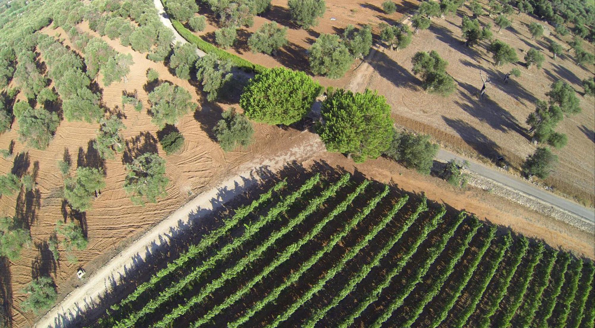 Tenuta Doxi Gallipoli Exterior foto