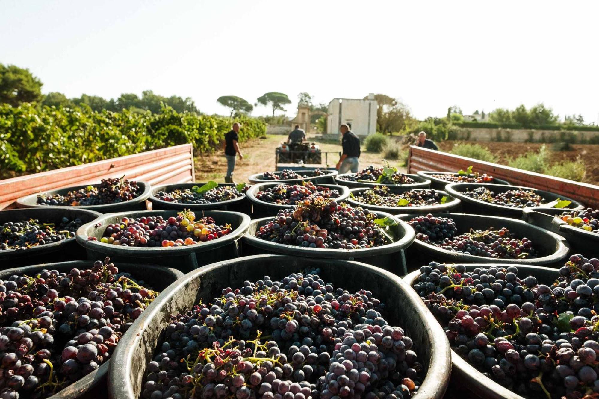 Tenuta Doxi Gallipoli Exterior foto