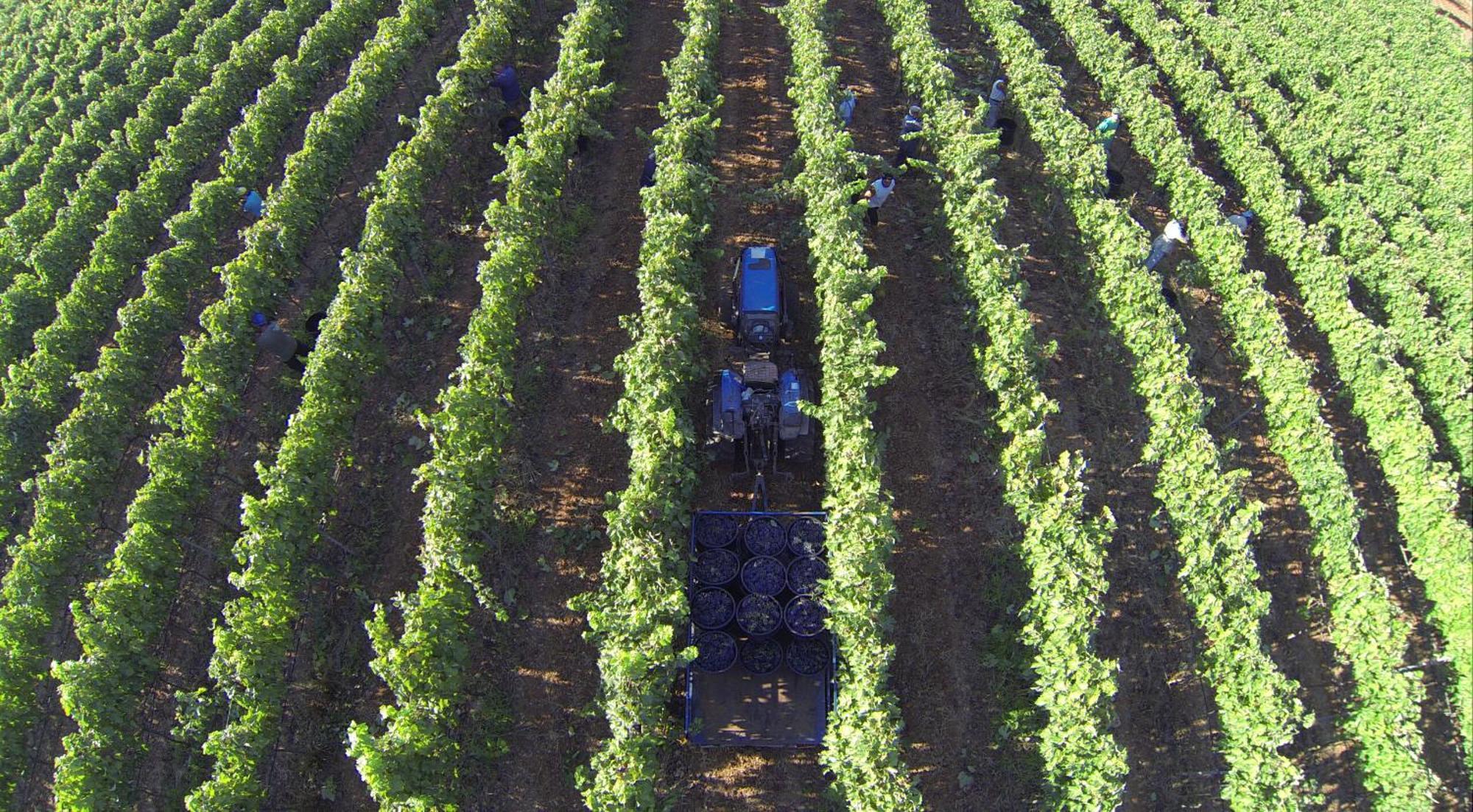 Tenuta Doxi Gallipoli Exterior foto